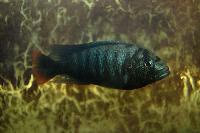 Neochromis sp. 'bihiru scraper'