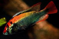 Haplochromis sp. 'ruby green'