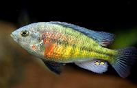 Ptyochromis fischeri, Jinja 