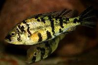 Ptyochromis fischeri, Jinja 