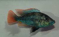 Paralabidochromis chilotes, Ruti Island
