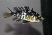 Paralabidochromis chilotes, Ruti Island