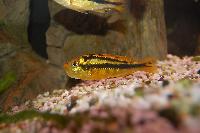 Paralabidochromis rockkribensis, Makobe Island