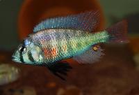 Platytaeniodus degeni