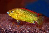 Pseudocrenilabrus multicolor victoriae