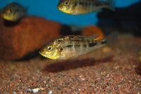 Ptyochchromis fischeri