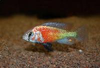 Ptyochchromis sp. 'hippo point salmon'