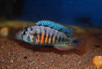 Pundamilia sp. 'red flank'