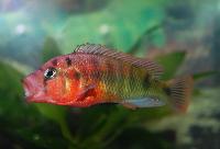 Pundamilia sp. 'red head'