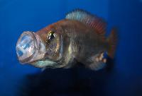 Pyxichromis orthostoma
