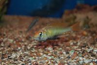 Yssichromis pyrrhocephalus