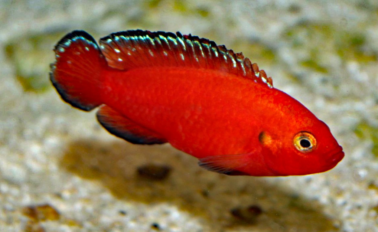 Rubricatochromis exsul, Turkana