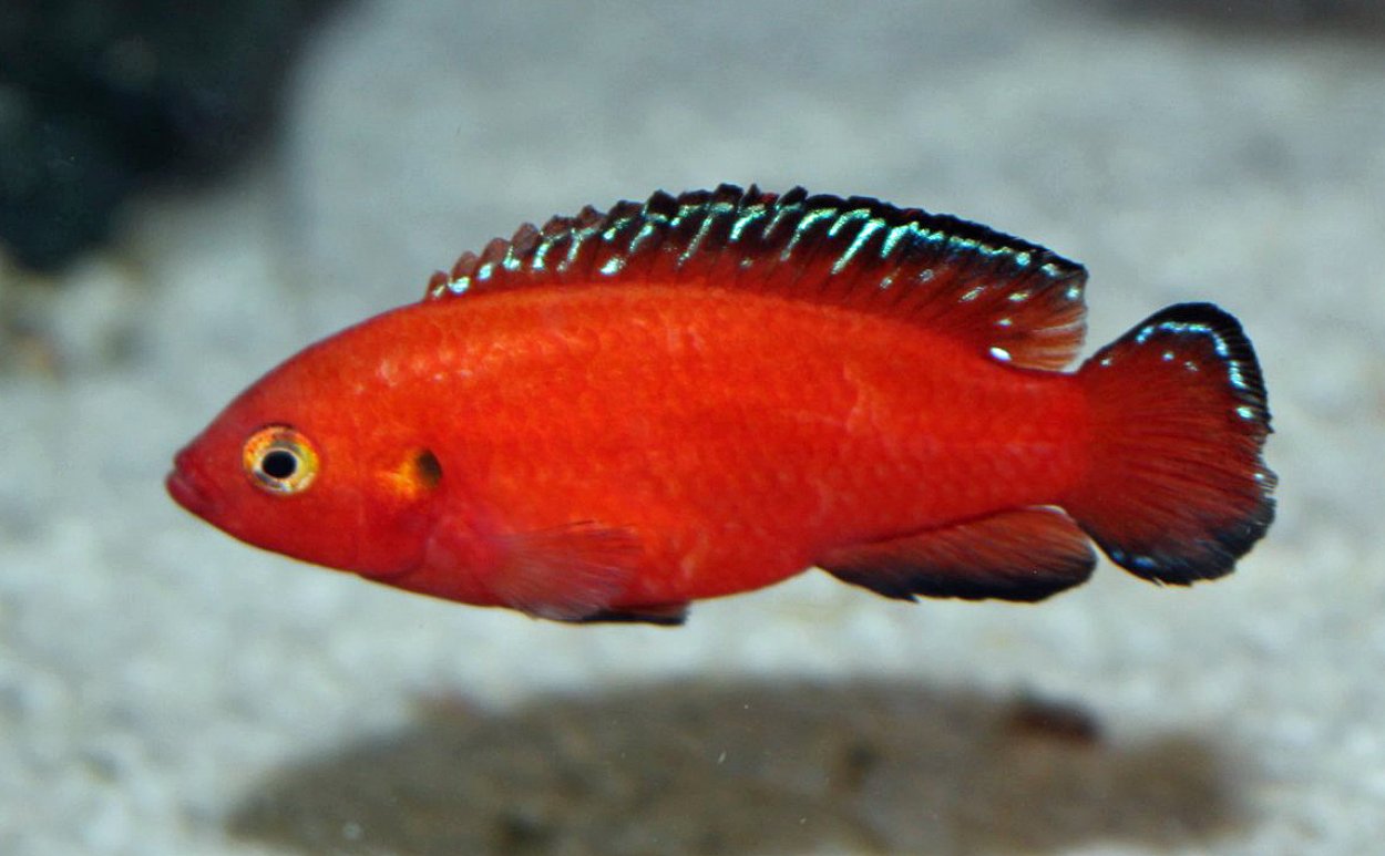 Rubricatochromis exsul, Turkana
