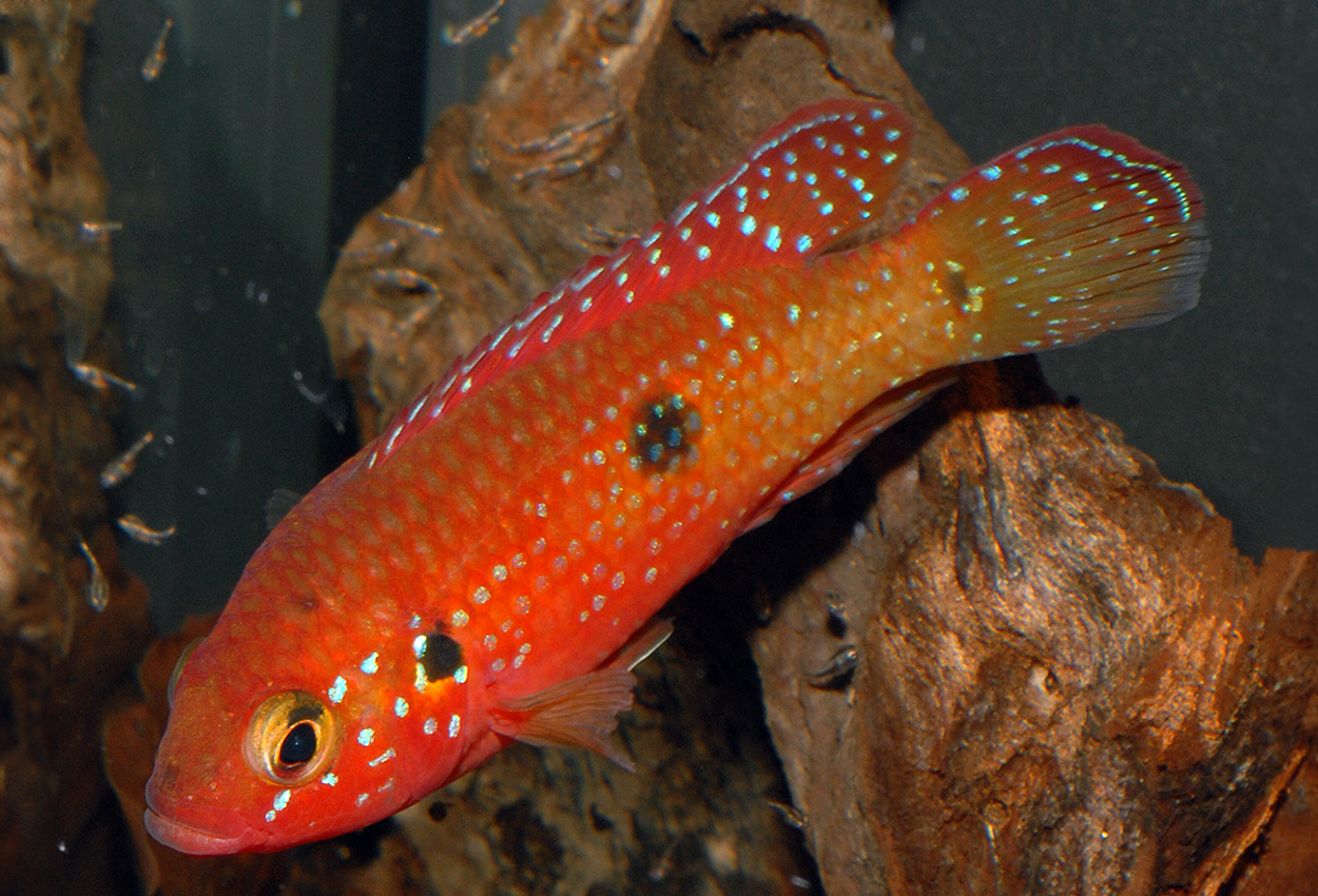 Spotted Red Cichlid, Jewel Cichlid, African Jewel Cichlid