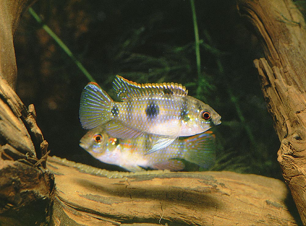 Anomalochromis thomasi