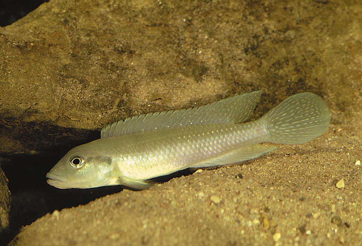 Lamprologus congoensis