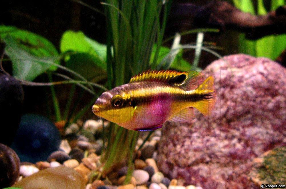 Pelvicachromis pulcher