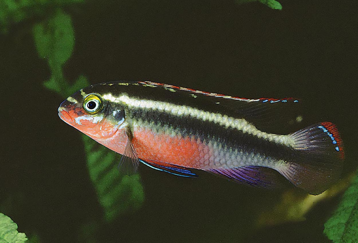 Pelvicachromis pulcher