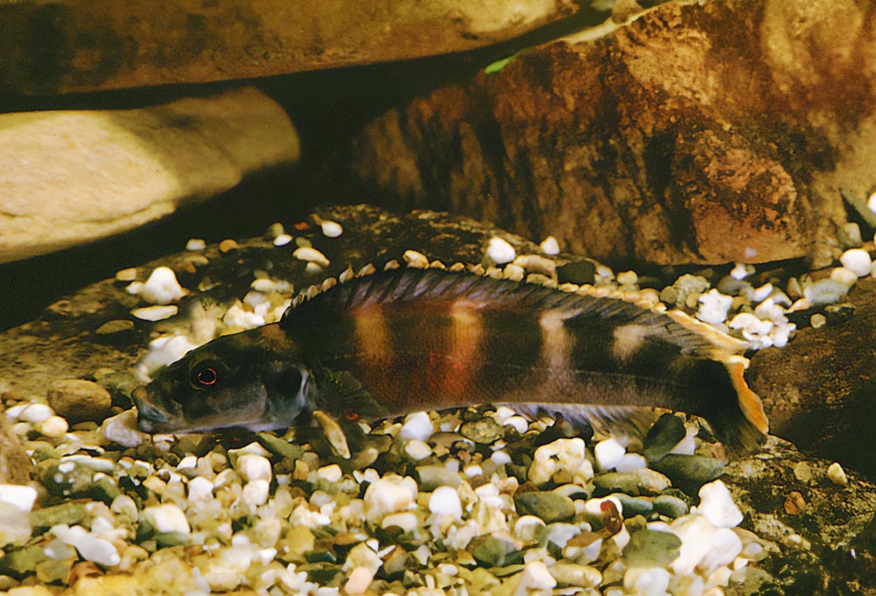 Teleogramma brichardi