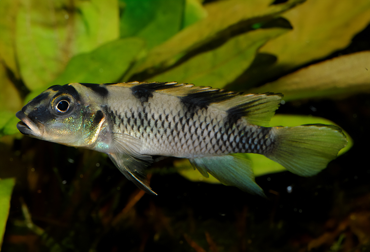 Nanochromis transvestitus