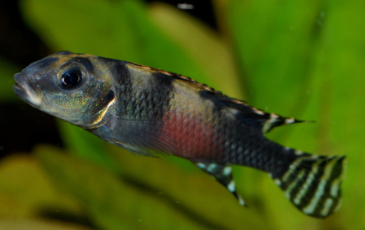 Nanochromis transvestitus