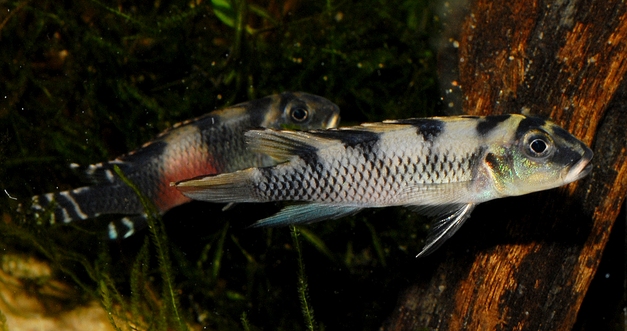Nanochromis transvestitus