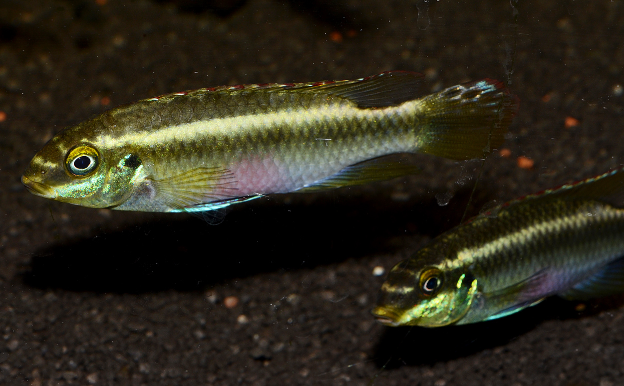 Pelvicachromis sacrimontis 