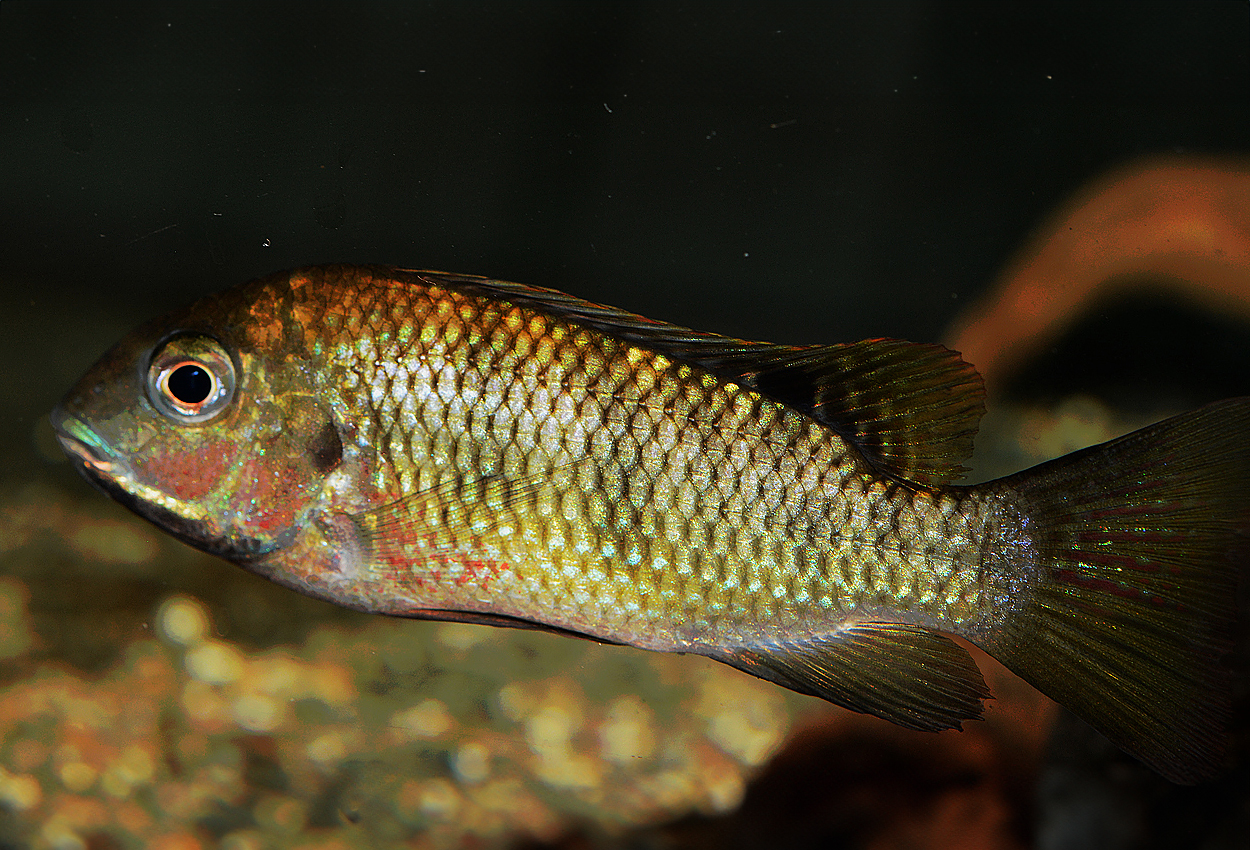 Coptodon sp. 'sanaga'