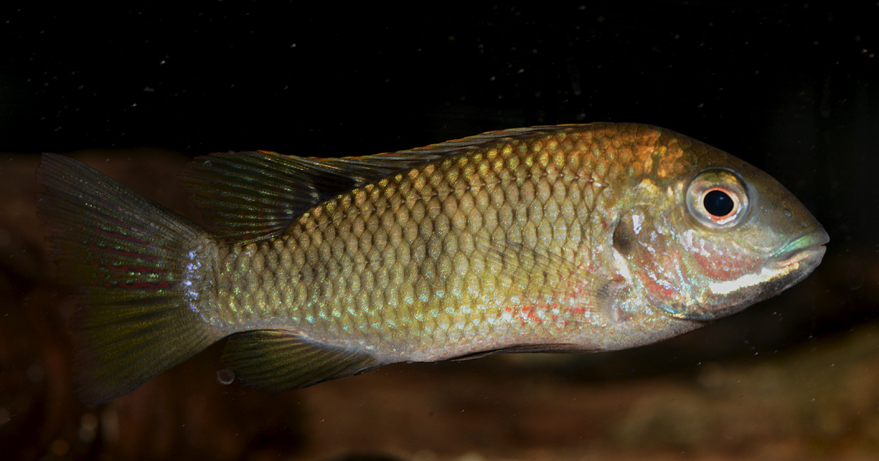 Coptodon sp. 'sanaga'