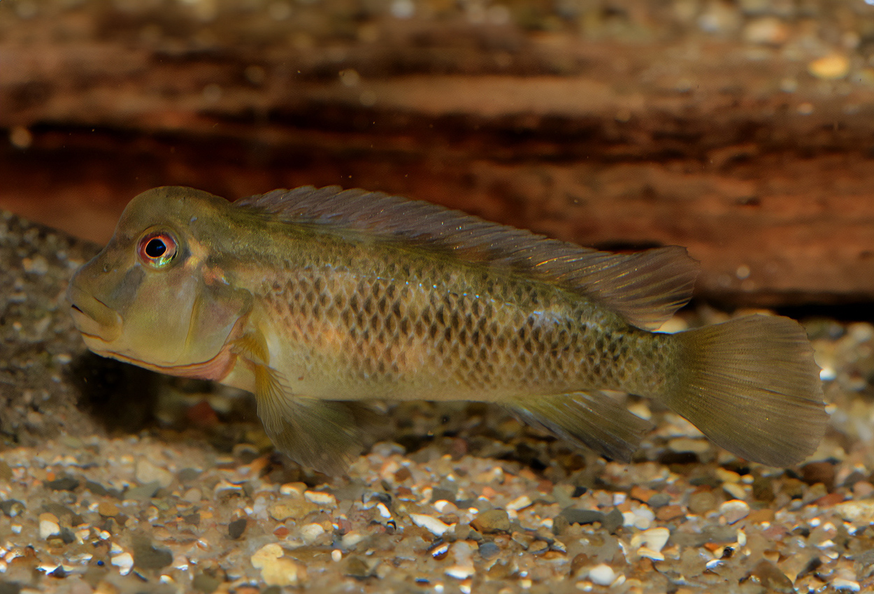 Steatocranus sp. 'red eye'