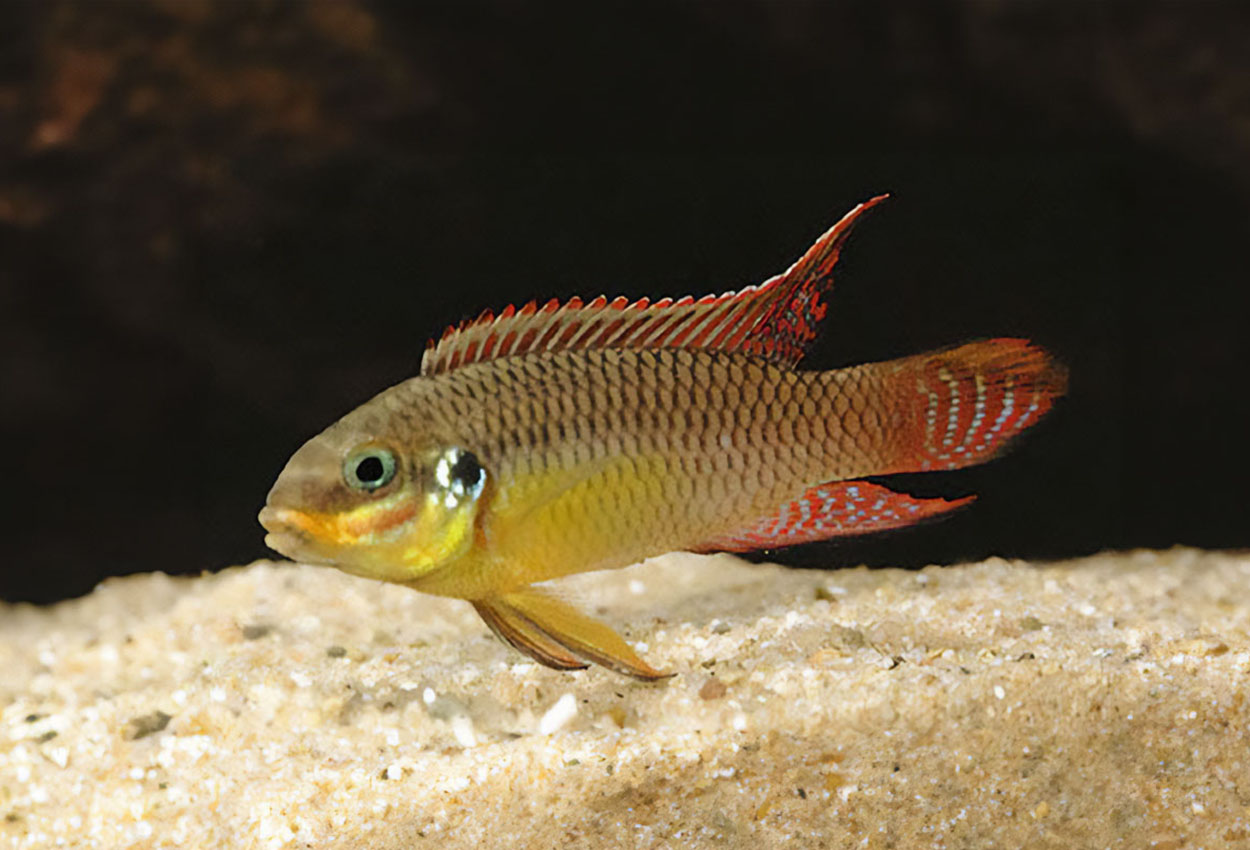 Rød taeniatus