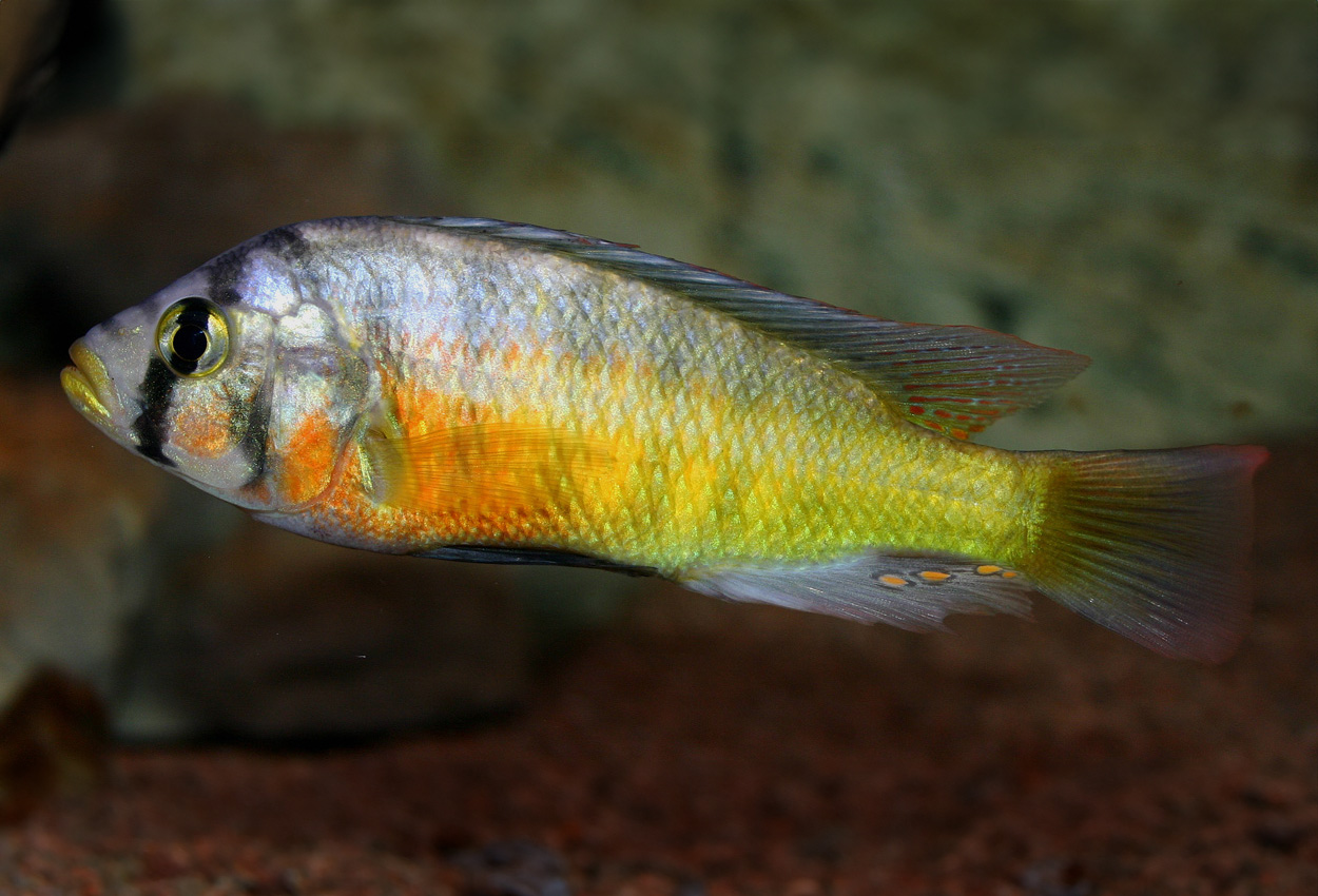 Haplochromis sauvagei