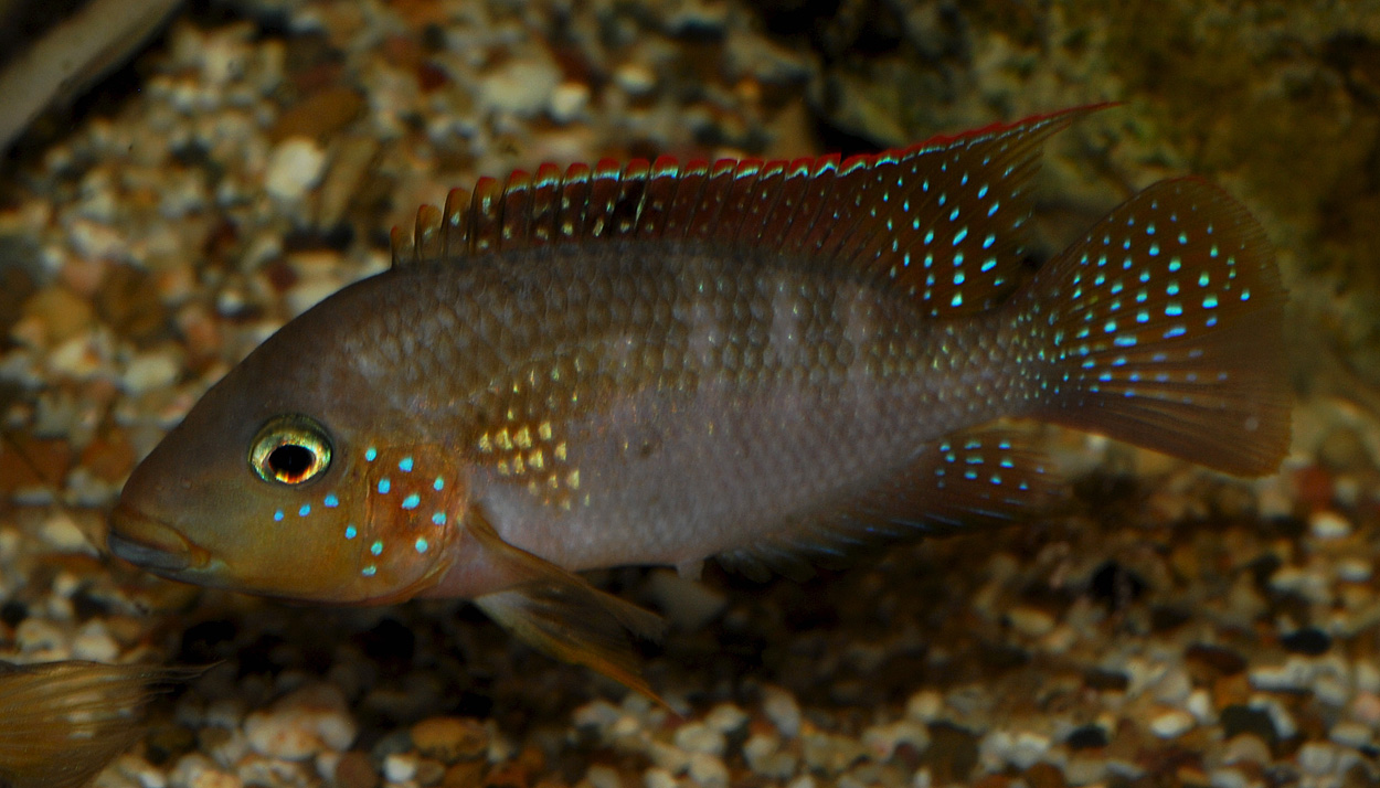 Tylochromis lateralis