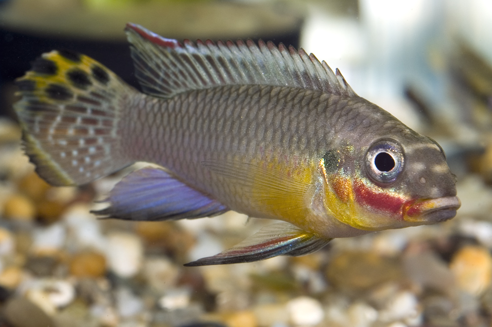 Pelvicachromis taeniatus "red"