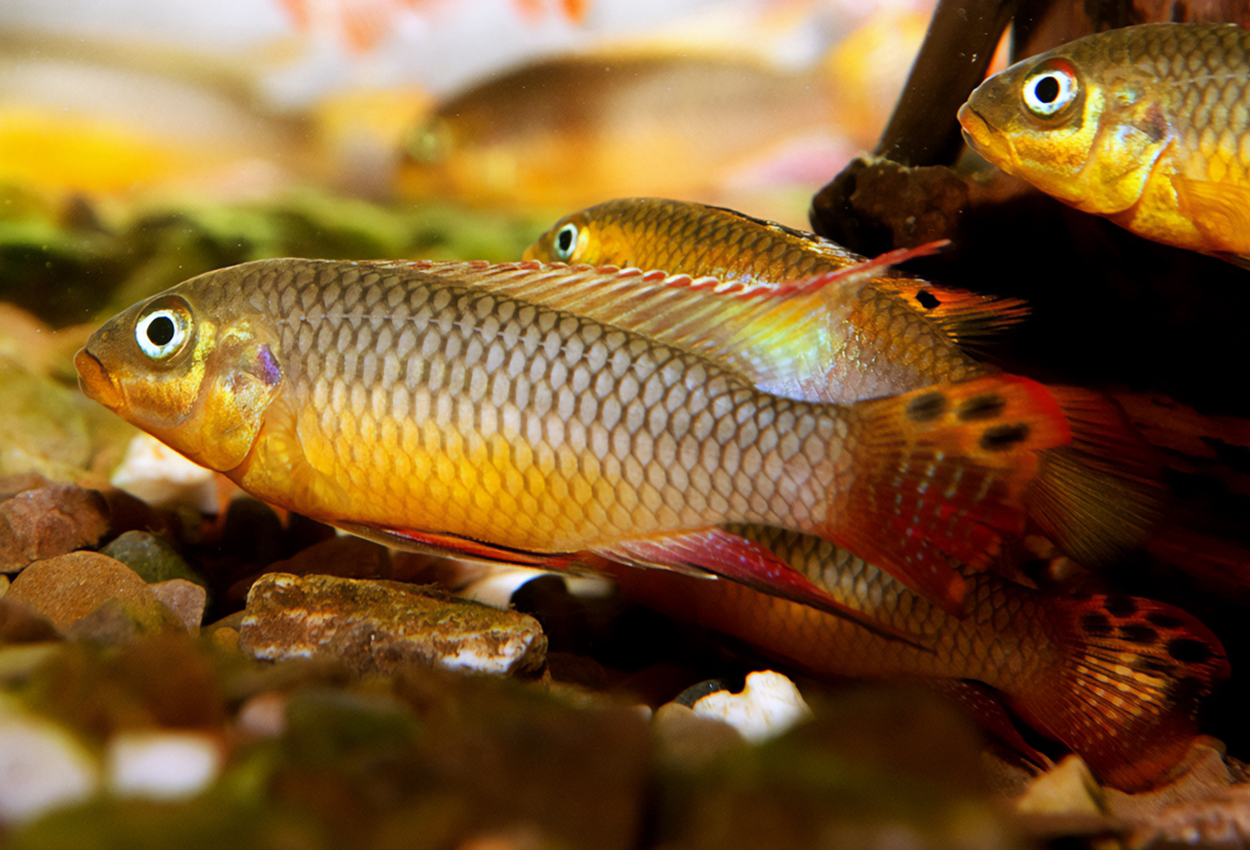 Lokoundje taeniatus