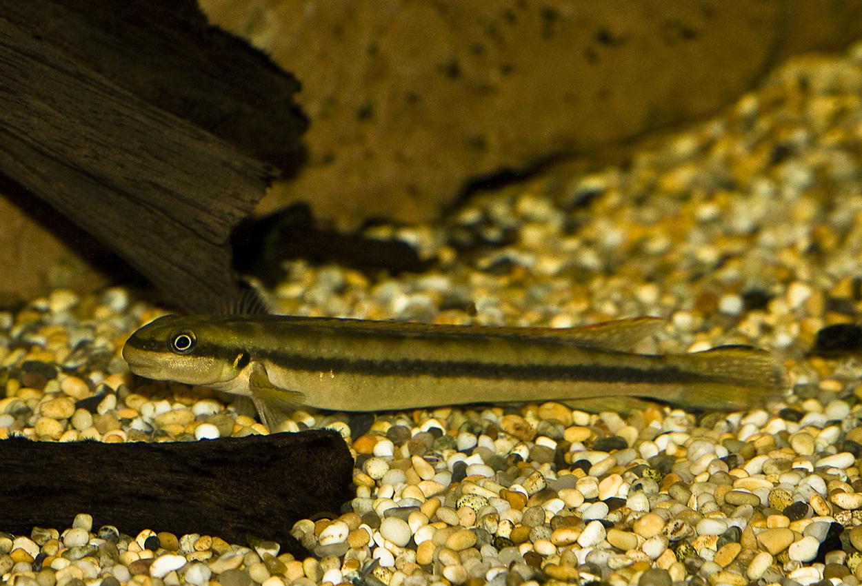 Gobiocichla ethelwynnae