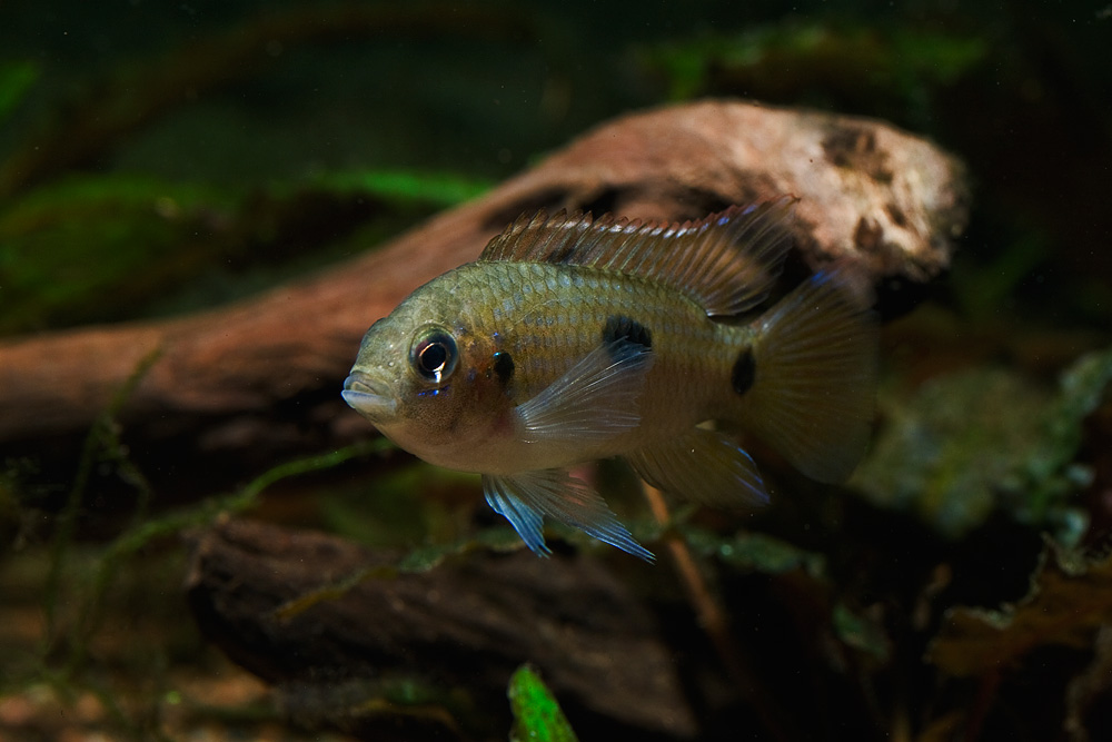 Anomalochromis thomasi