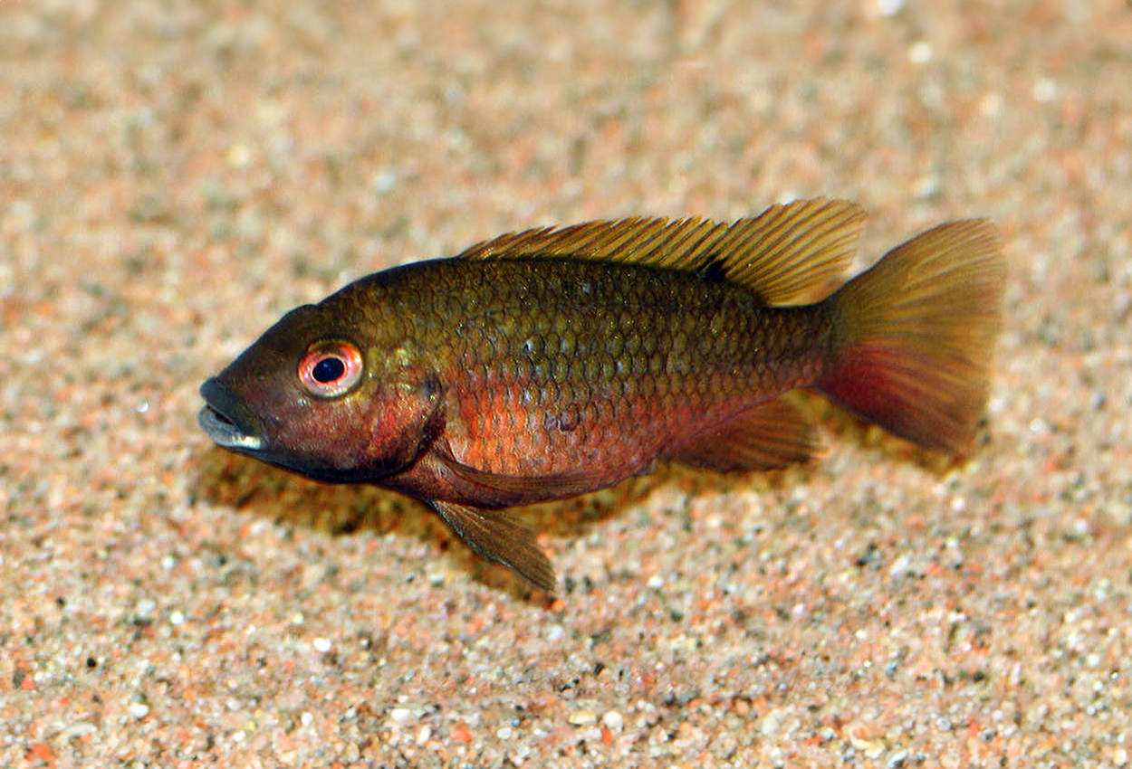 Tilapia snyderae