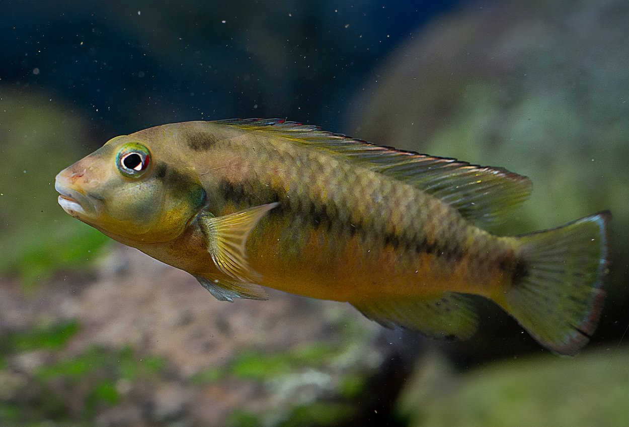 Orthochromis indermauri