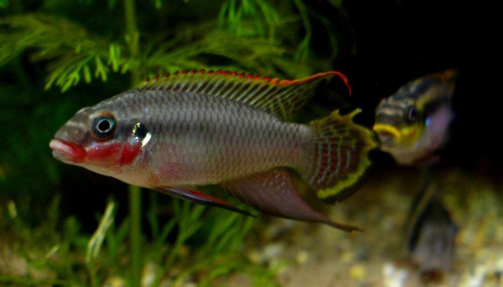 Pelvicachromis taeniatus "Nigerian red"