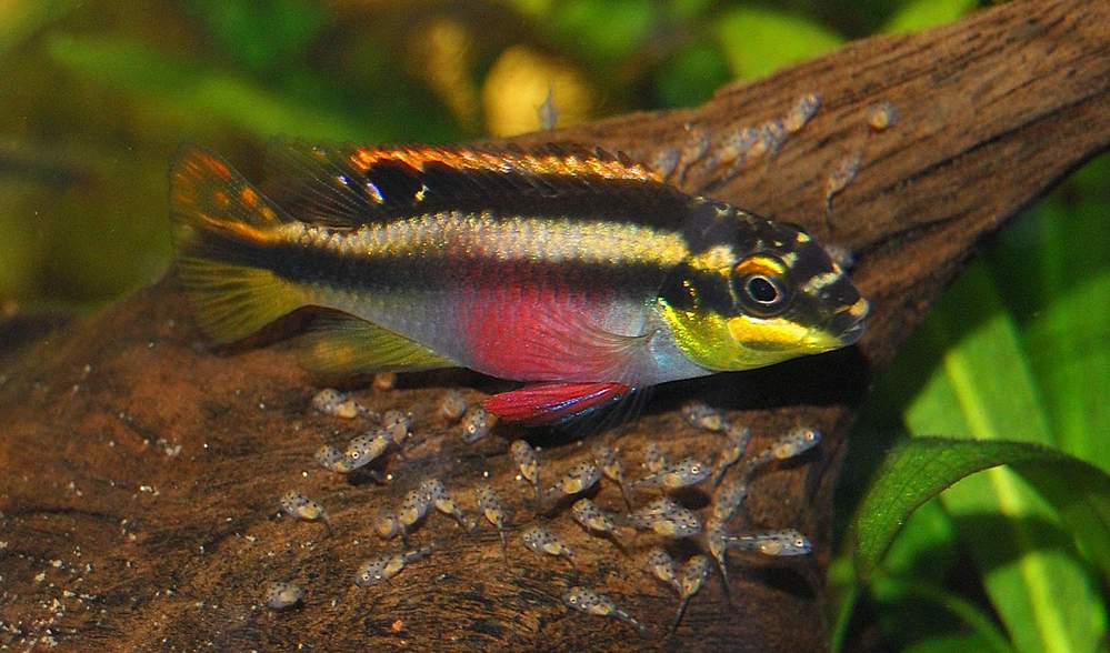 Pelvicachromis pulcher