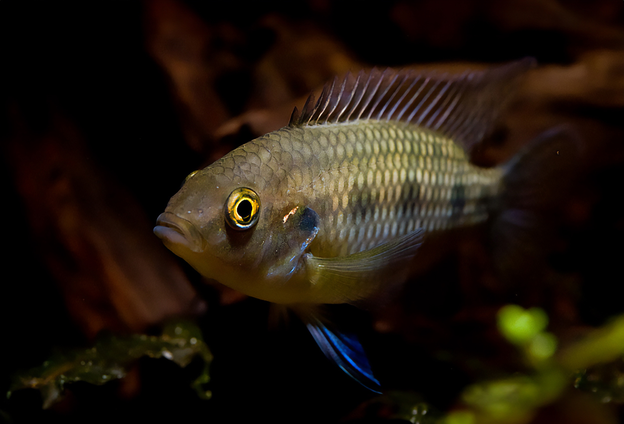 Thysochromis ansorgii