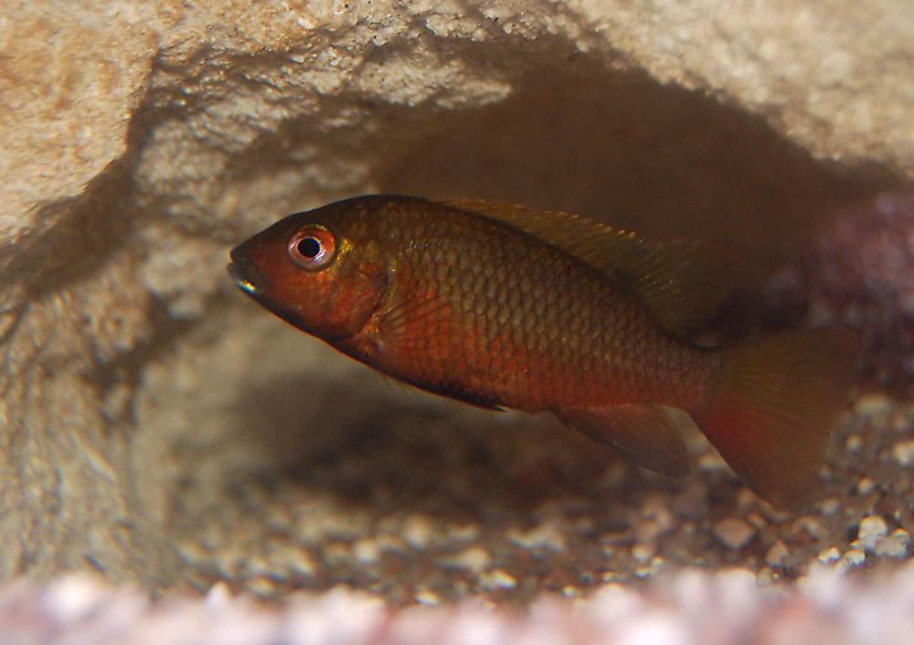 Tilapia snyderae