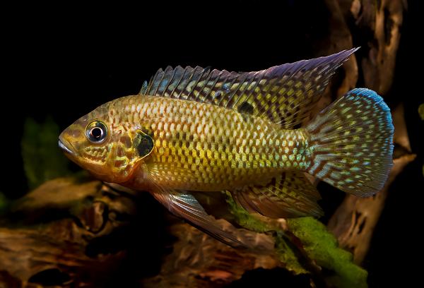 Svartbåndet pelmatochromis