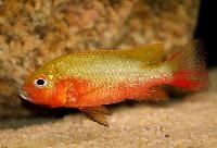 Coptodon guttorosus