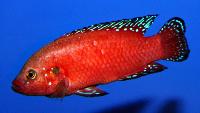 Rubricatochromis exsul, Turkana
