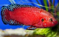 Rubricatochromis exsul, Turkana