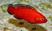 Rubricatochromis exsul, Turkana