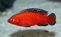 Rubricatochromis exsul, Turkana