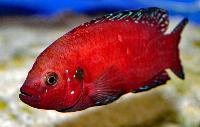 Rubricatochromis exsul, Turkana